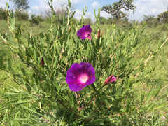 Ipomoea stans