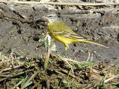 Motacilla flava iberiae