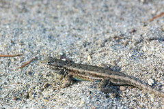 Sceloporus graciosus gracilis