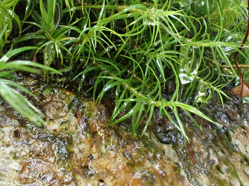 Image of Polytrichastrum alpinum by no rights reserved