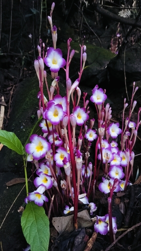 Image of Christisonia tubulosa by (c) Srinivasan Kasinathan, some rights reserved (CC BY)