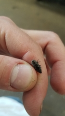 Chrysobothris femorata