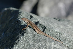 Sceloporus graciosus gracilis