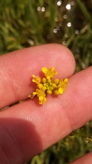 Rorippa sinuata