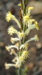 Struthiola fasciata