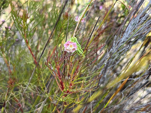 Image of Lachnaea densiflora by (c) Charleen Brunke, some rights reserved (CC BY)