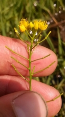 Rorippa sinuata