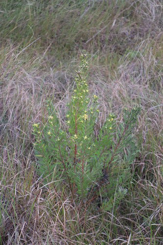 Image of Leucadendron macowanii by (c) Tony Rebelo, some rights reserved (CC BY-SA)
