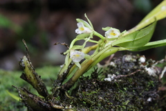 Cischweinfia dasyandra