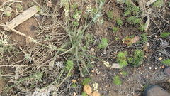 Struthiola fasciata