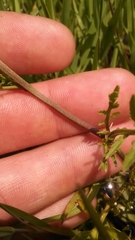 Rorippa sinuata