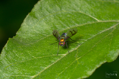 Condylostylus occidentalis