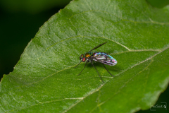 Condylostylus occidentalis