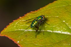 Condylostylus occidentalis