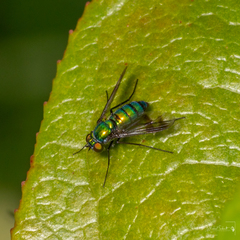 Condylostylus occidentalis