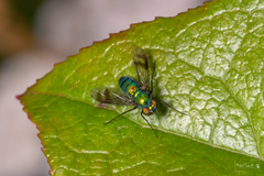 Condylostylus occidentalis