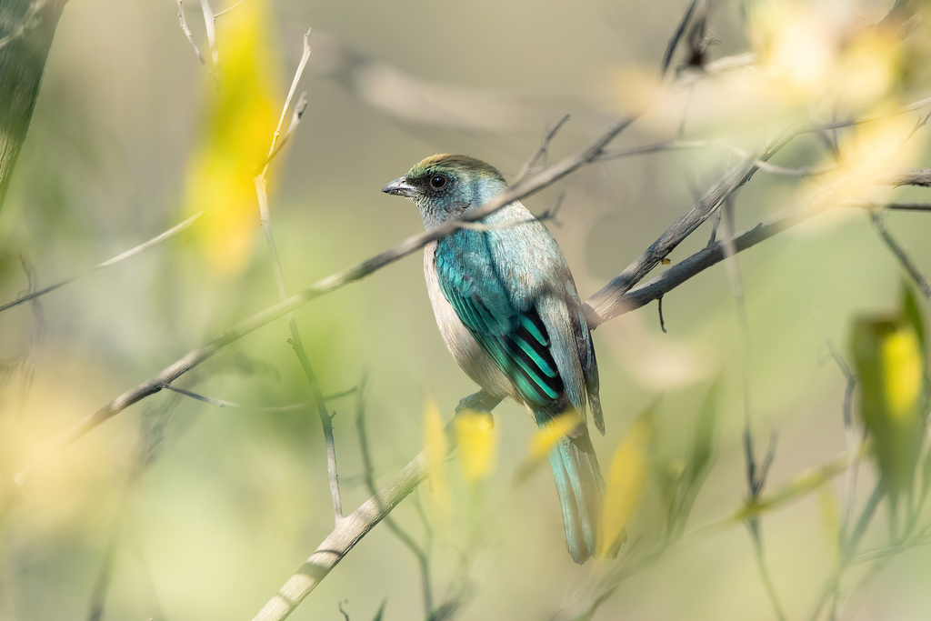 Green-capped Tanager photo