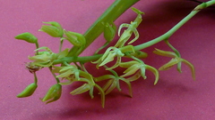 Notylia pubescens