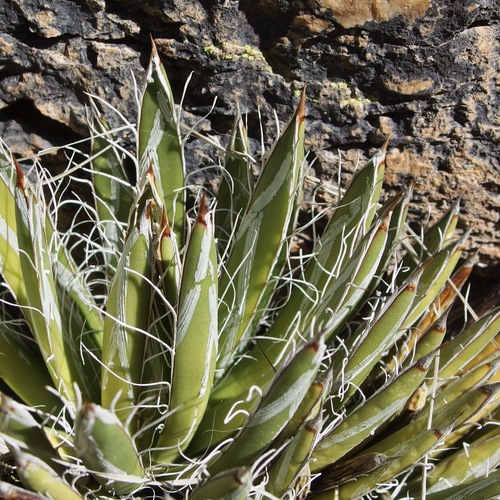Image of Agave parviflora by (c) Sue Carnahan, some rights reserved (CC BY)