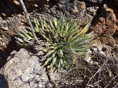 Image of Agave parviflora by (c) Sue Carnahan, some rights reserved (CC BY)