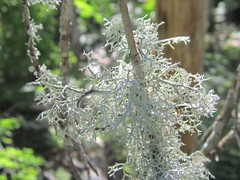 Pseudevernia cladonia