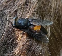 Hybomitra cincta