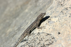 Urosaurus ornatus wrighti