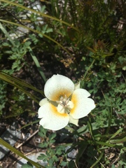 Calochortus subalpinus