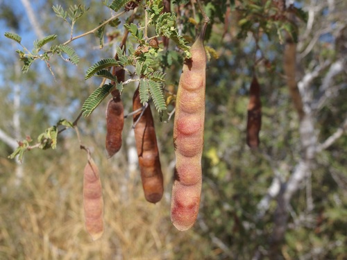 Havardia sonorae