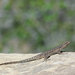 Northern Tree Lizard - Photo (c) John Sullivan, some rights reserved (CC BY-NC), uploaded by John Sullivan