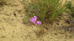 Dianthus pseudarmeria