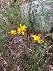 Microseris nutans