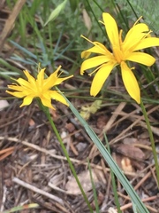 Microseris nutans