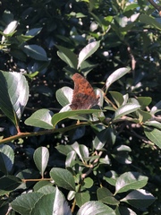 Polygonia interrogationis
