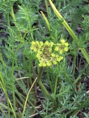 Cymopterus terebinthinus