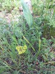 Cymopterus terebinthinus