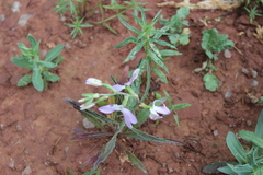 Matthiola longipetala