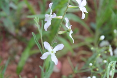 Matthiola longipetala