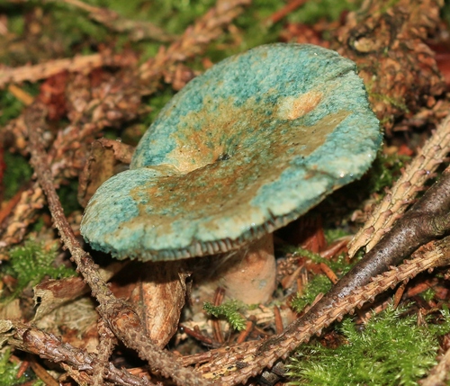 Lactarius deterrimus — (c) Sandy Rae, some rights reserved (CC BY)