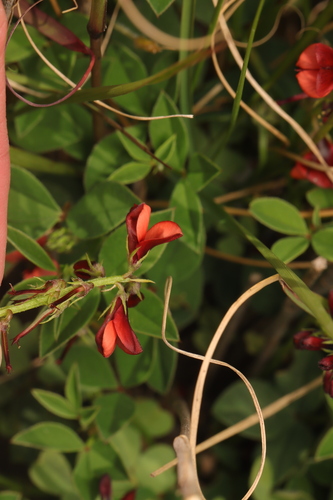 Image of Indigofera discolor by (c) Cecile Roux, some rights reserved (CC BY-SA)