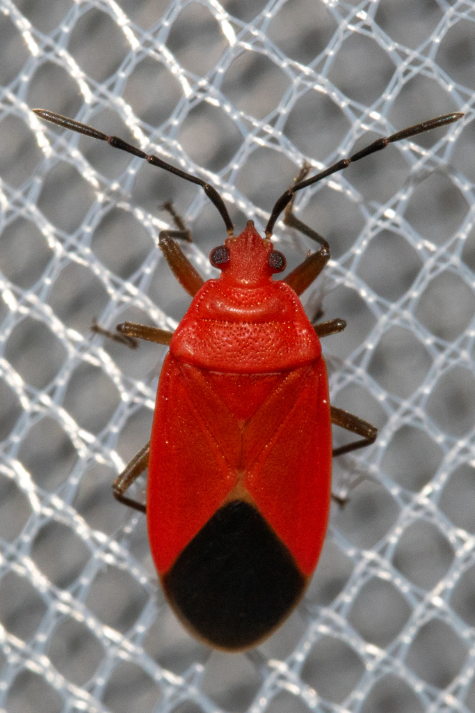 Brancucciana pygmaea