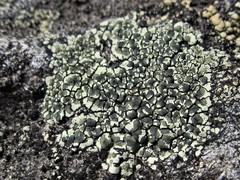Lecanora intricata