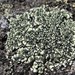 Lecanora intricata - Photo (c) Tom Walker, some rights reserved (CC BY-NC), uploaded by Tom Walker