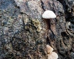 Crepidotus eucalyptorum