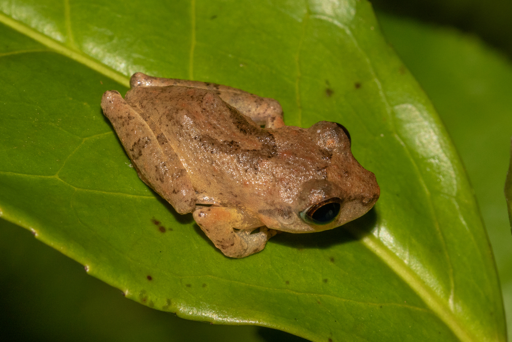 Common Shrub Frog