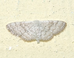 Scopula