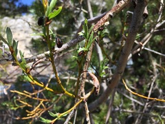 Chrysomela aeneicollis