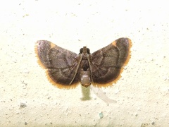 Hypsopygia