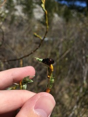 Chrysomela aeneicollis