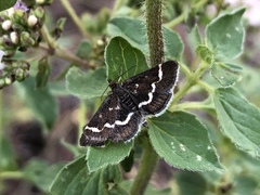 Pyrausta nigrata